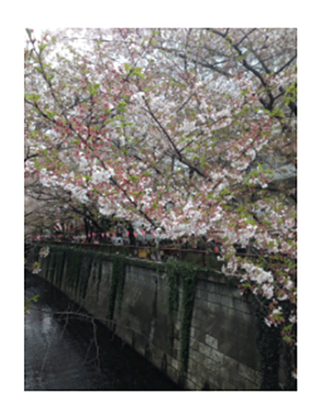 葉桜と目黒川。そして当日のにぎわい。